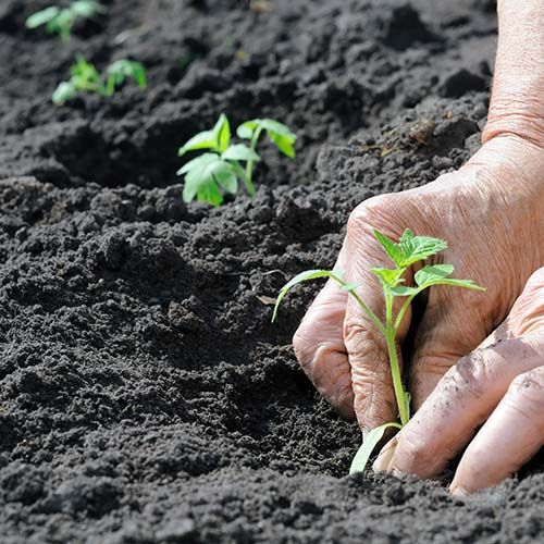cuidados essenciais na produção de mudas