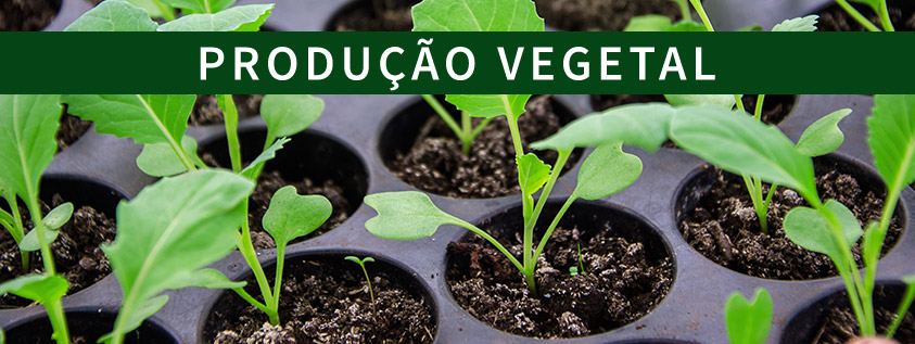 melhores substratos para mudas