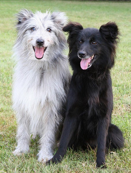 Como Cuidar do Pelo do Pastor dos Pirenéus: Variedades Longa e Lisa