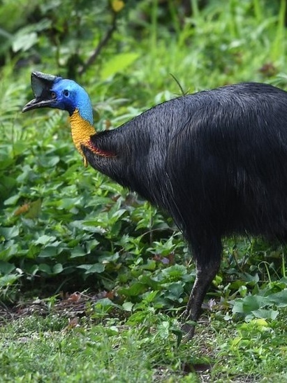 As Estratégias de Defesa das Aves Não Voadoras Contra Predadores