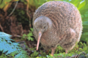 qual a ave que não voa