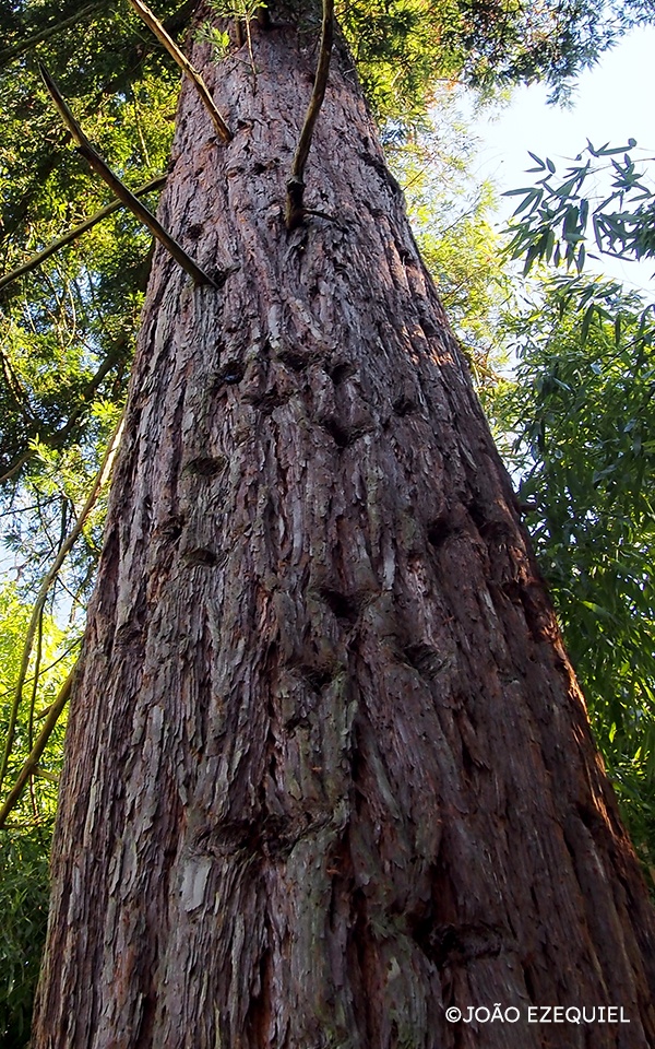 curiosidades sobre árvores gigantes
