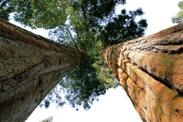 árvore mais alta da Terra