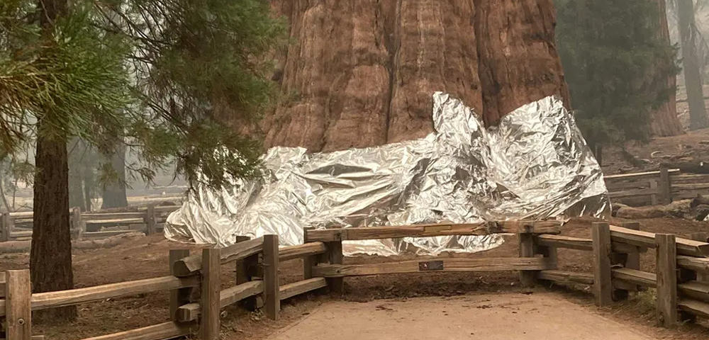 curiosidades sobre árvores gigantes