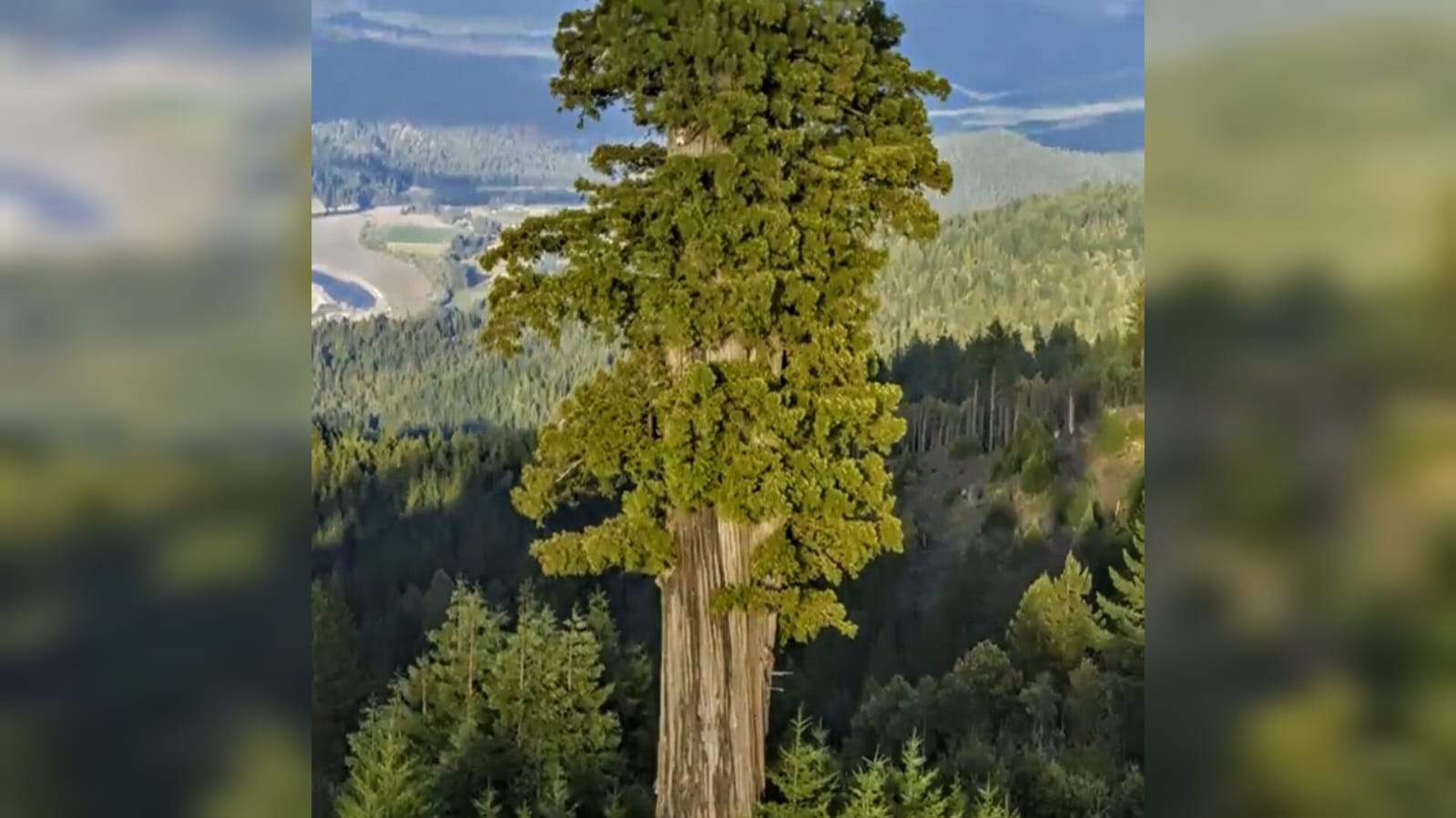 maior árvore do Brasil