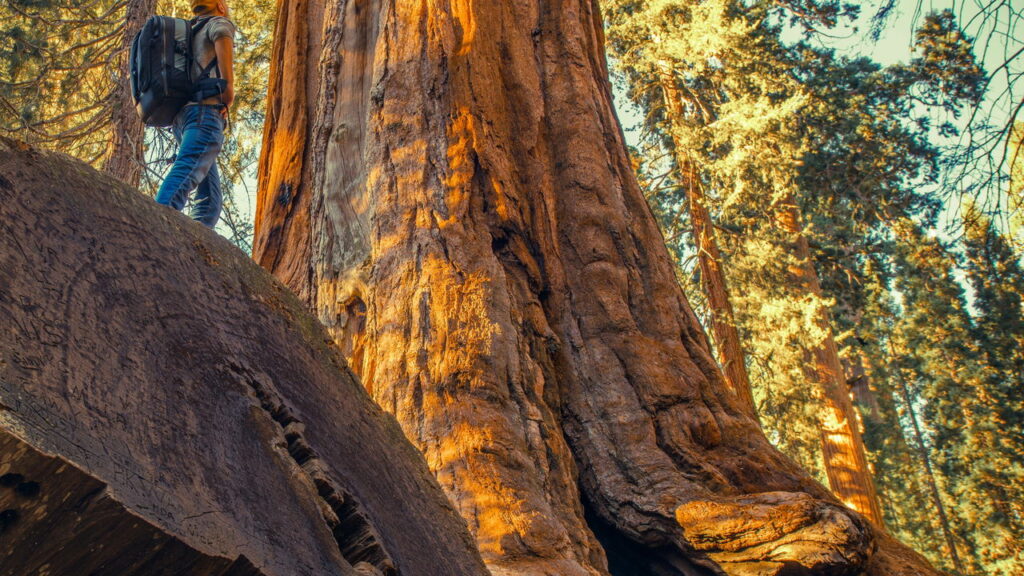 curiosidades sobre árvores gigantes