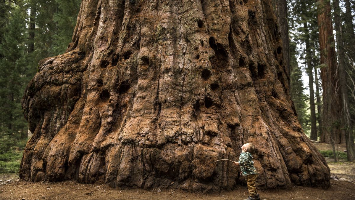 maior organismo clonal