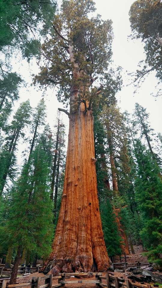 qual a maior árvore do mundo