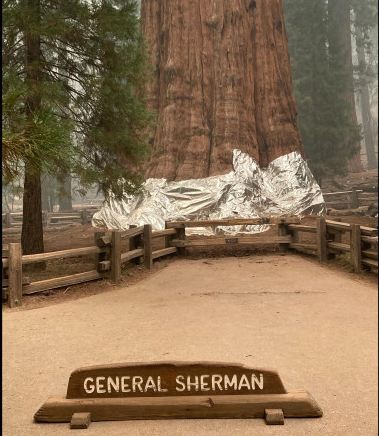 maior organismo clonal