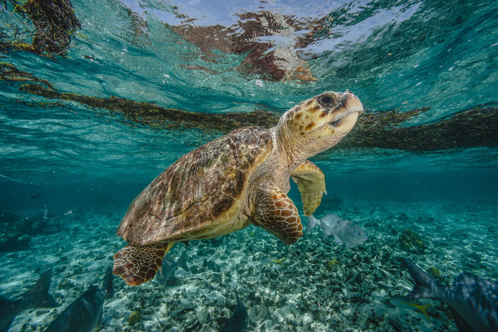 qual o animal mais lento do mundo