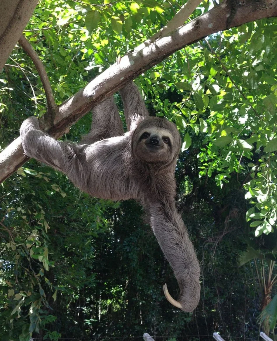 animais mais lentos do planeta