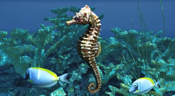 qual o animal mais lento do mundo