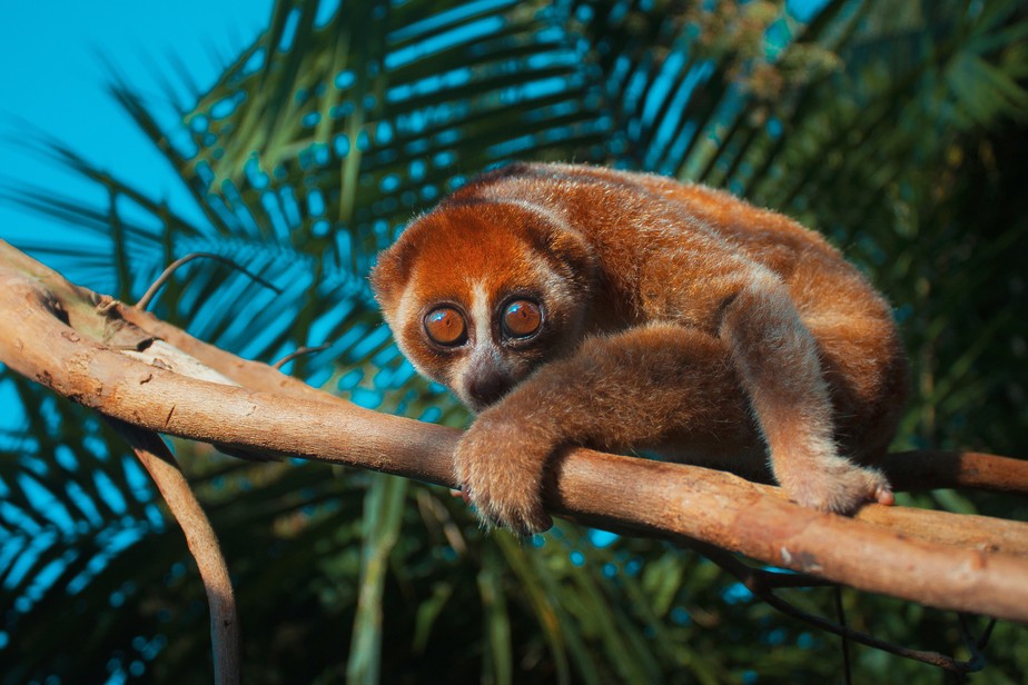 animais mais lentos do planeta