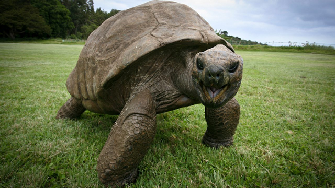 velocidade mínima animal