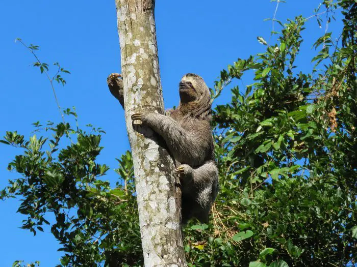 qual o animal mais lento do mundo