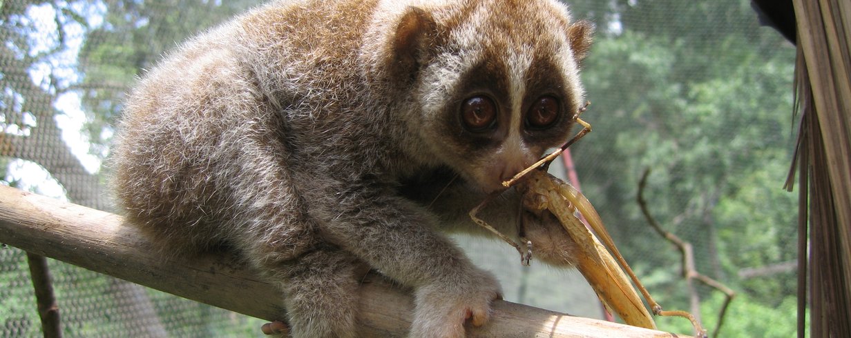 criaturas de movimento lento