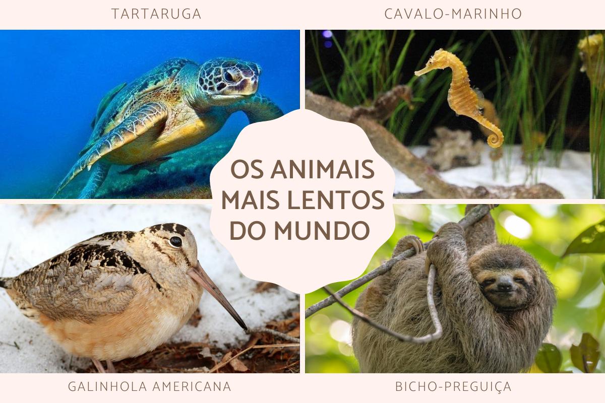 velocidade mínima animal