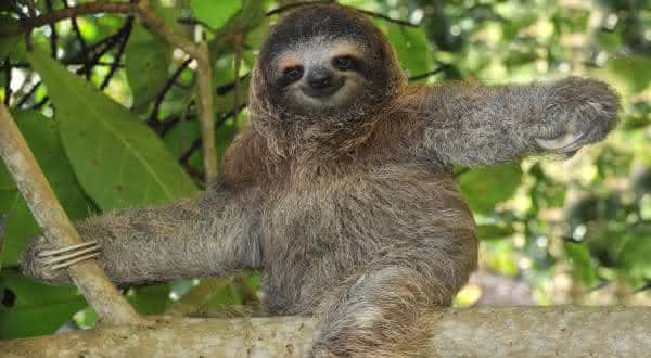 qual o animal mais lento do mundo