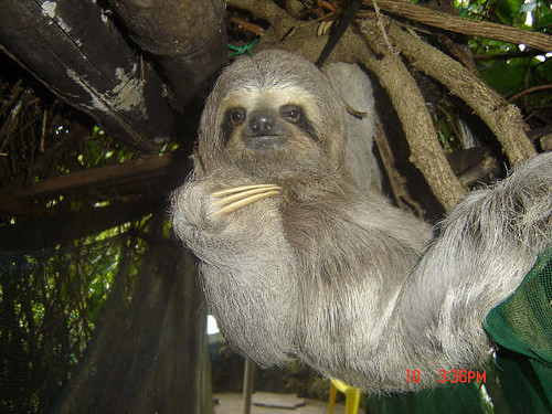 criaturas de movimento lento