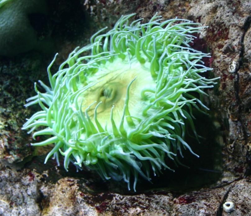 velocidade mínima animal