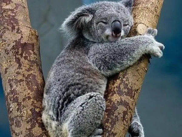 qual o animal mais lento do mundo