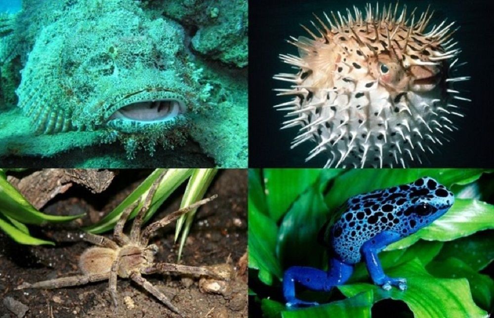 A ciência por trás das toxinas mais letais da natureza