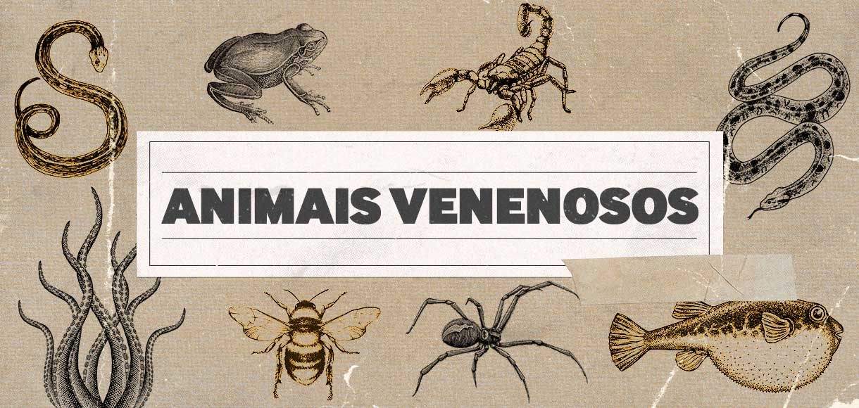 qual o animal mais venenoso do mundo