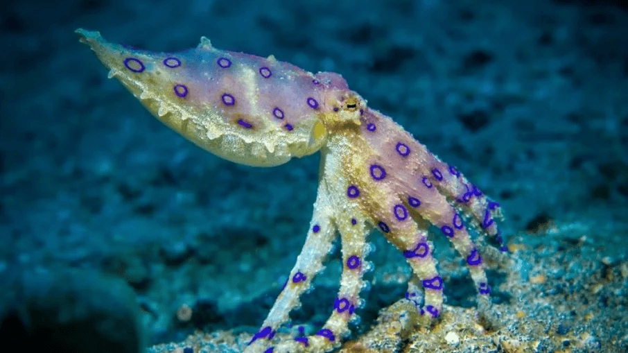 Os 10 animais mais perigosos do Brasil: Guia completo