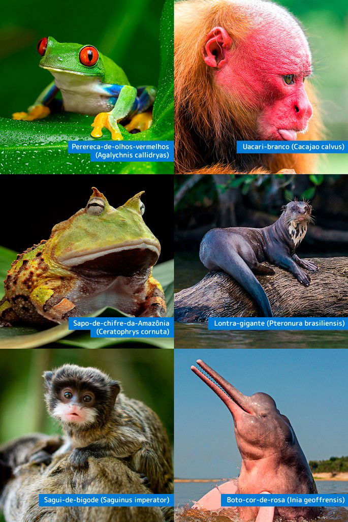 quantas espécies de animais existem