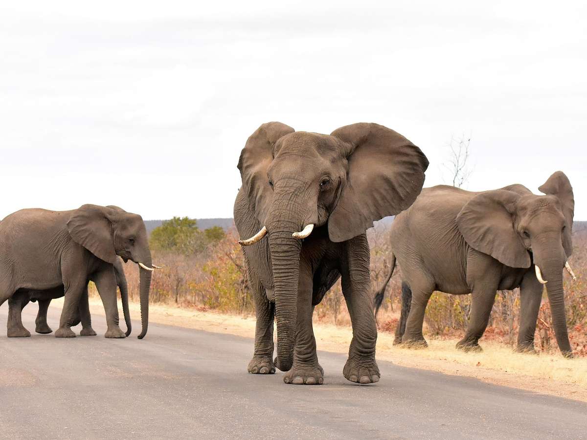 quantas espécies de animais existem