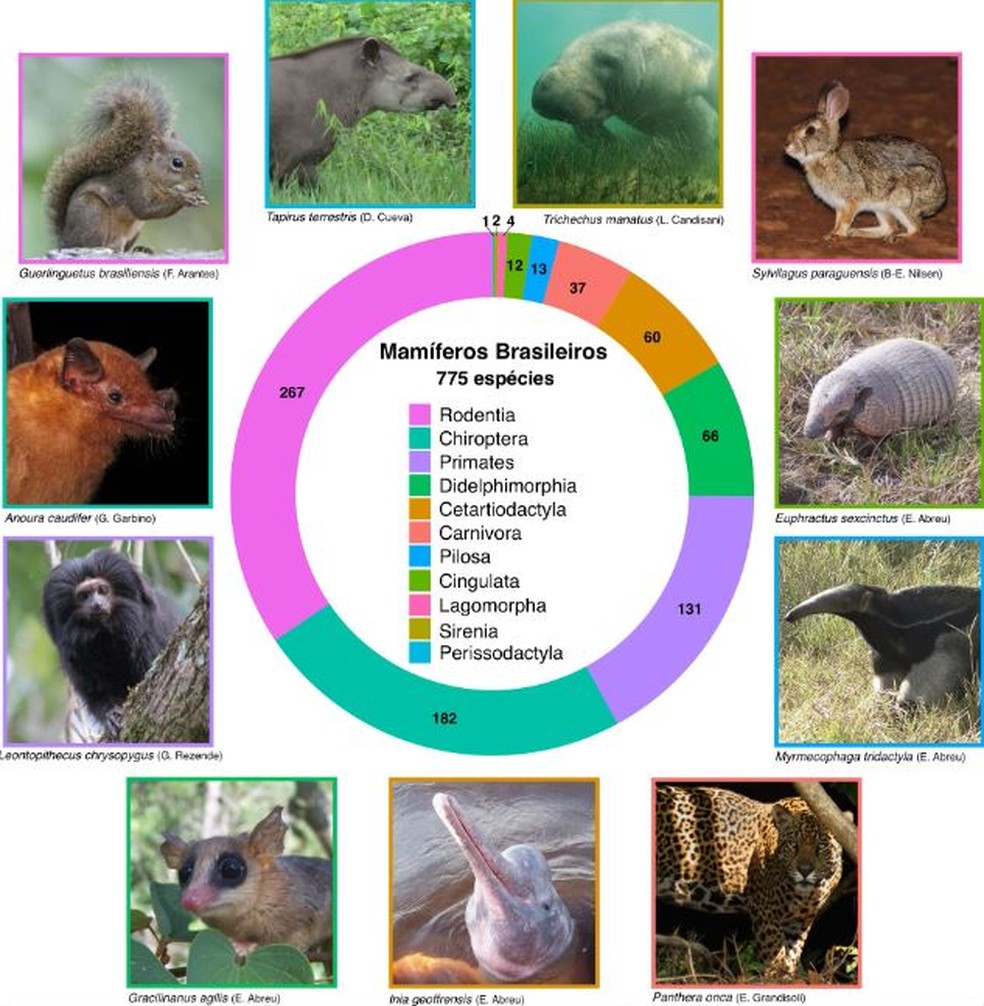 quantas espécies de animais existem
