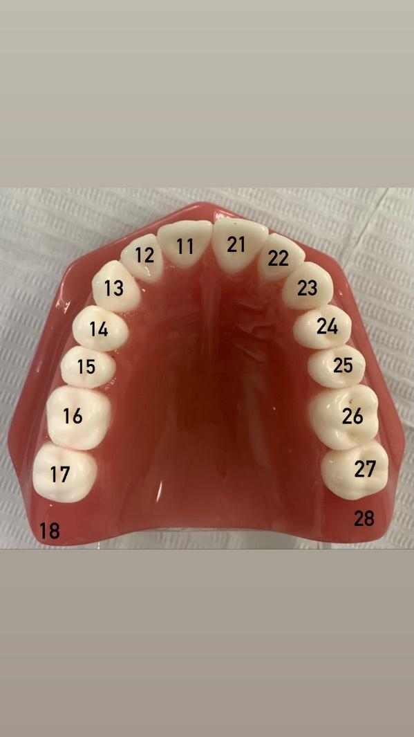 contagem de dentes adultos