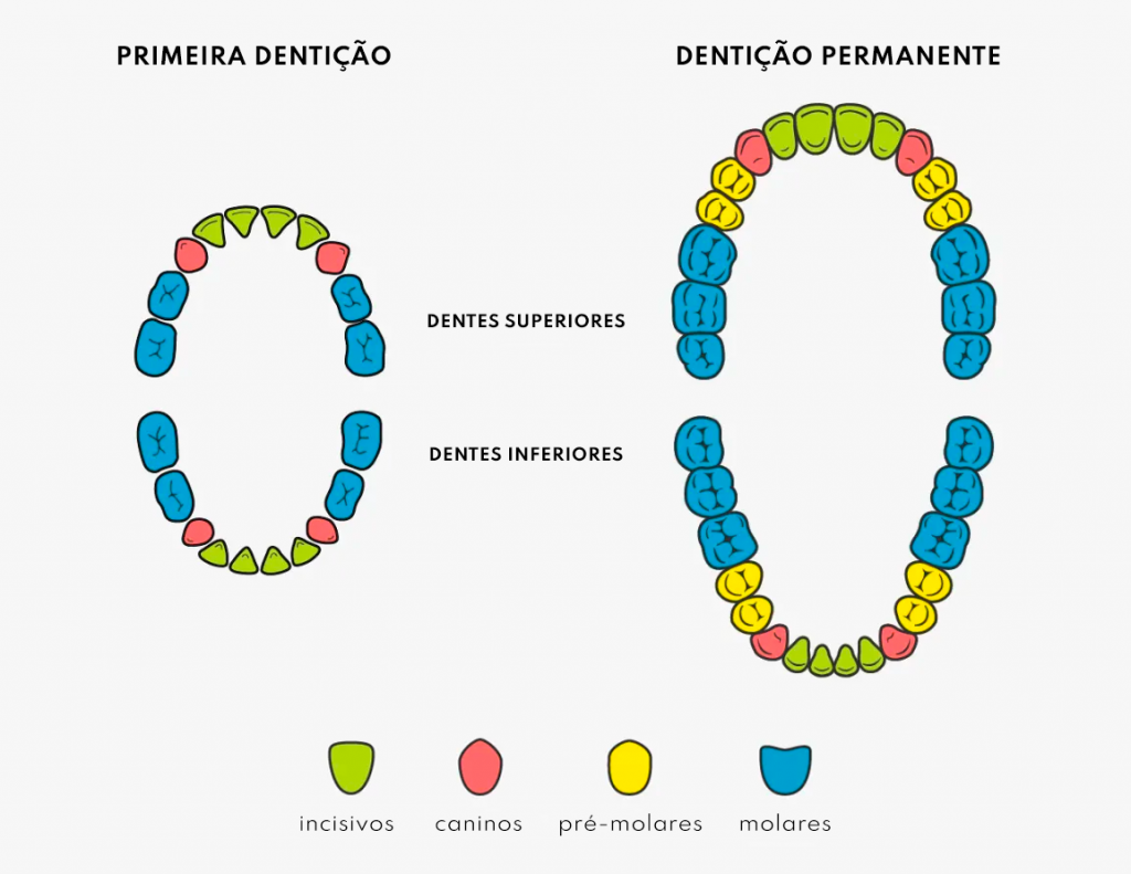 quantos dentes tem um adulto