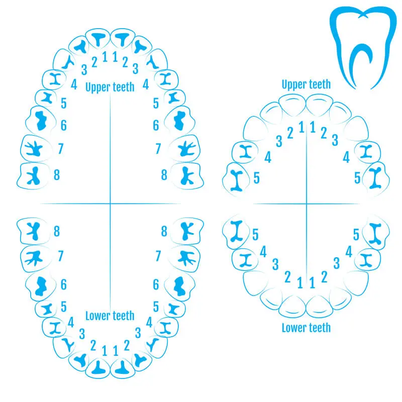 número de dentes permanentes