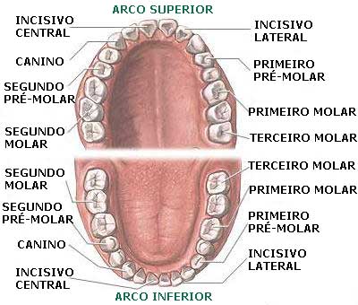 número de dentes permanentes