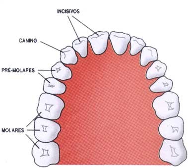 quantos dentes tem um adulto