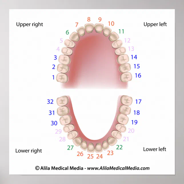 contagem de dentes adultos