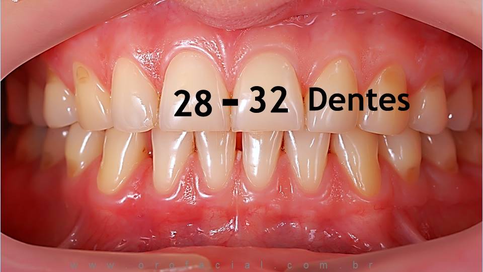 contagem de dentes adultos