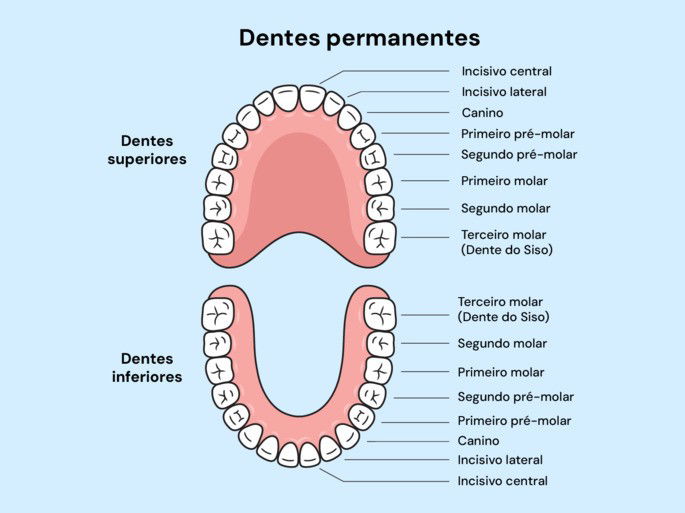 quantos dentes tem um adulto