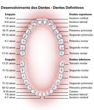 quantos dentes um adulto tem