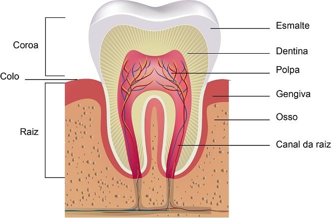 quantos dentes tem um adulto