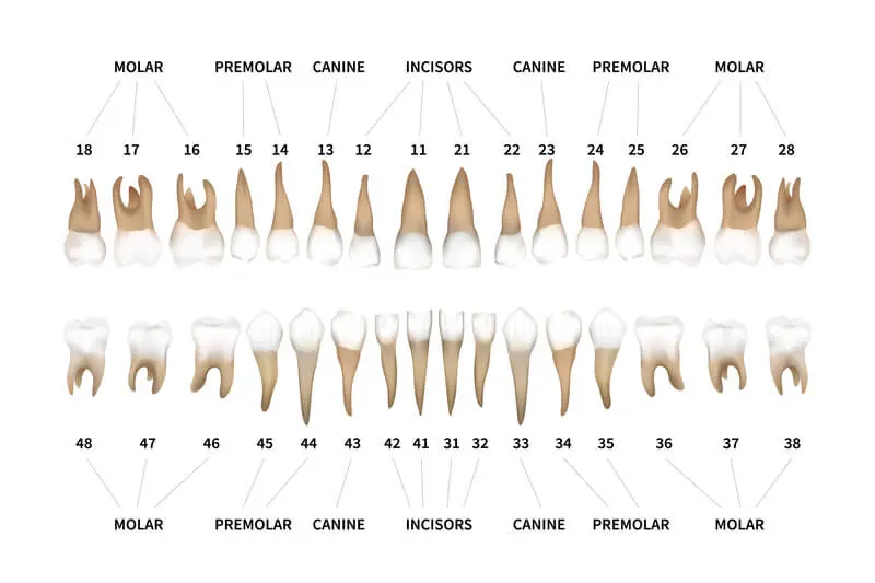 quantos dentes um adulto tem