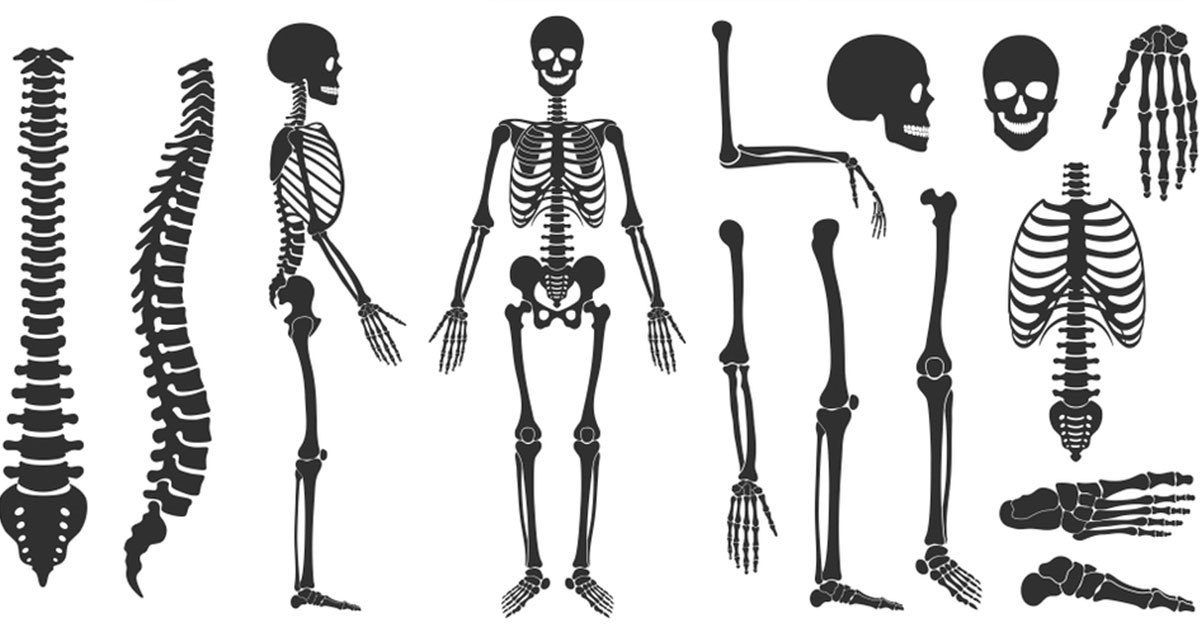 Como ocorre a regeneração óssea no corpo humano
