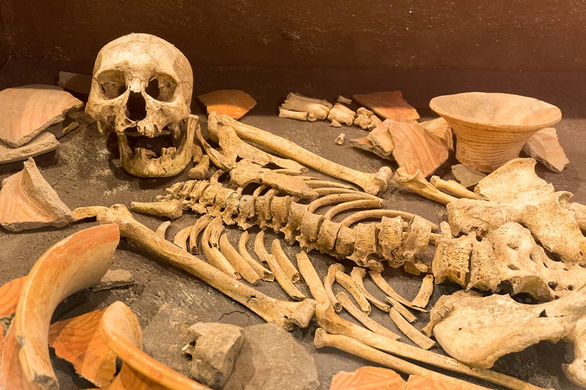 quantos ossos tem o corpo humano