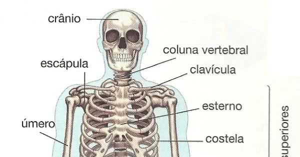 A importância da cartilagem no desenvolvimento ósseo
