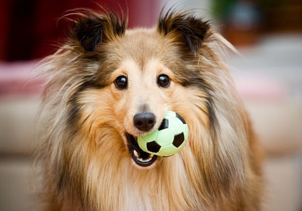 melhores raças de cachorro com a letra e para famílias