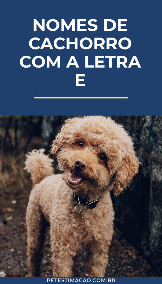 erros comuns ao escolher um cachorro com a letra e