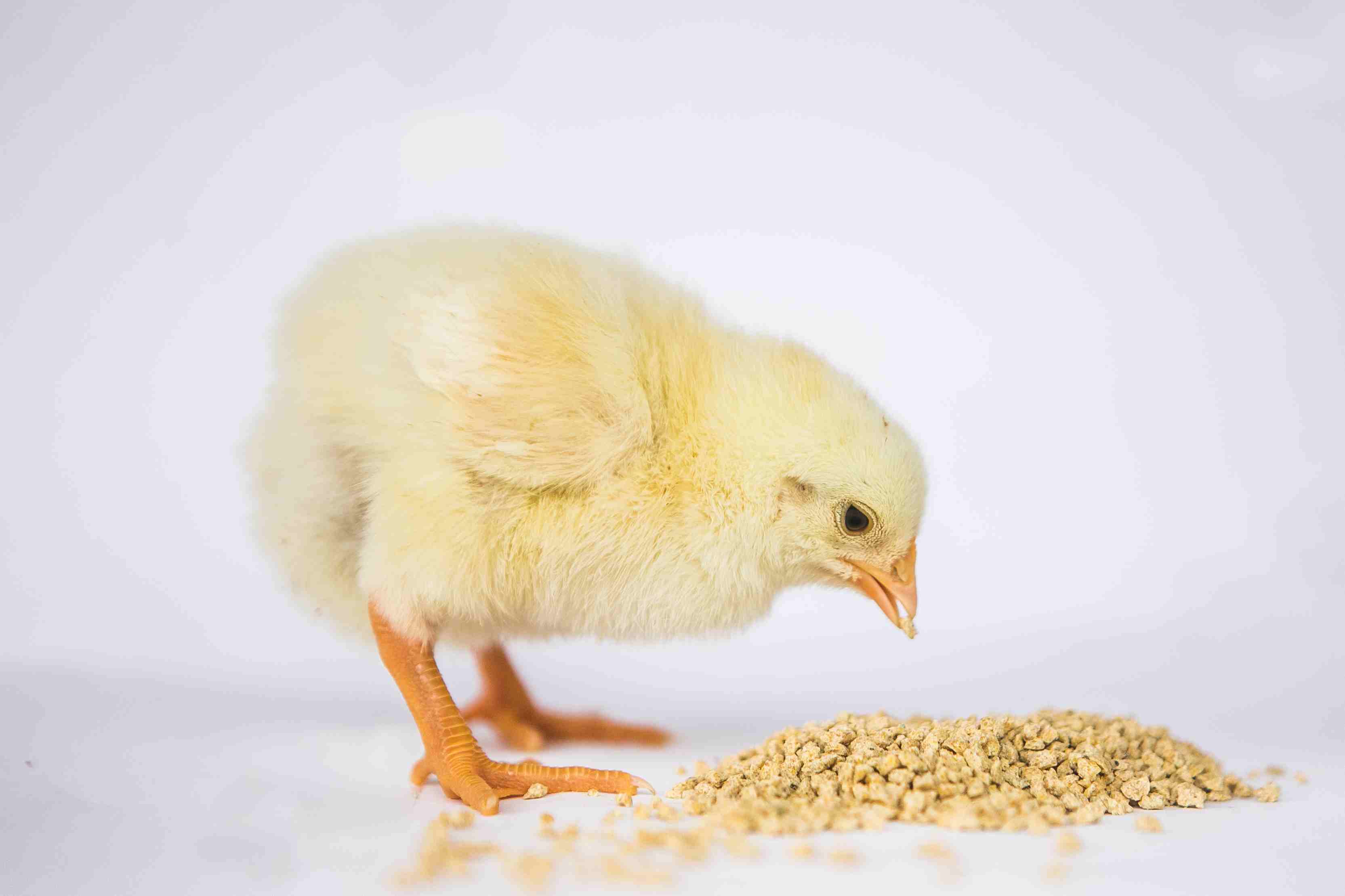 Guia Completo das Fases da Alimentação de Frangos de Corte