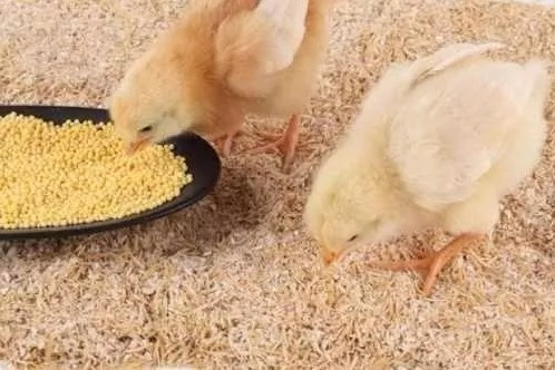Como Calcular o Consumo de Ração para seu Lote de Frangos