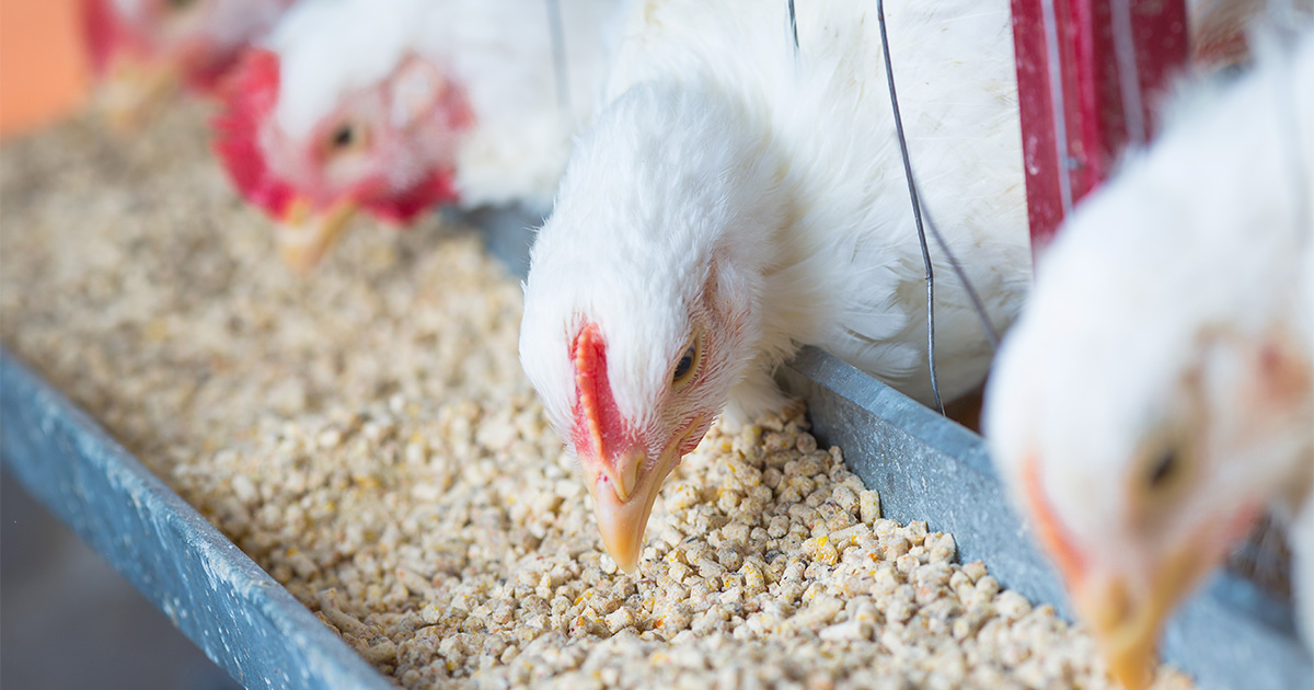 Ração Caseira para Frangos: Receitas e Dicas para Economizar